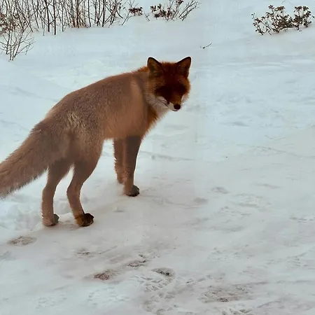 Mountain With Beautiful View * هيمسيدال
